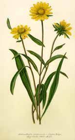 Dwarf American Sun-Flower - Helianthella californica